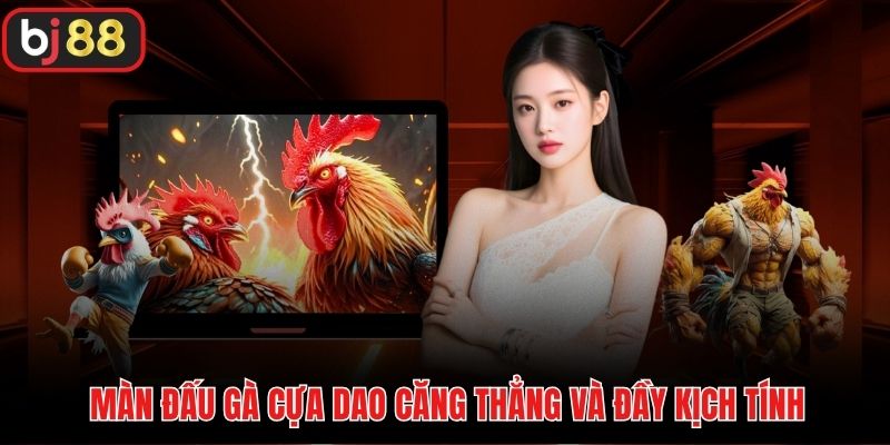 Màn đấu gà cựa dao căng thẳng và đầy kịch tính